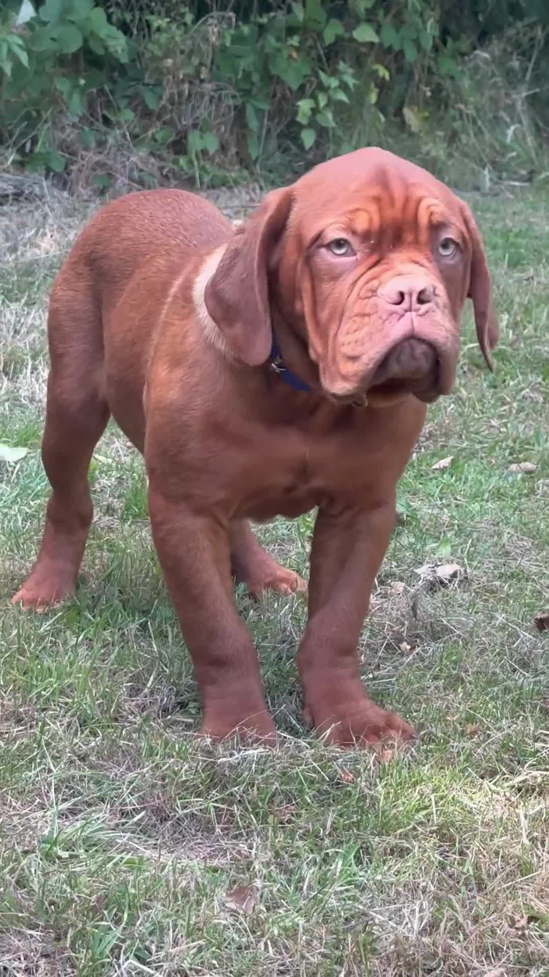 Dogue De Bordeaux dogs for sale: Amazing show quality puppies available ! - Video 2