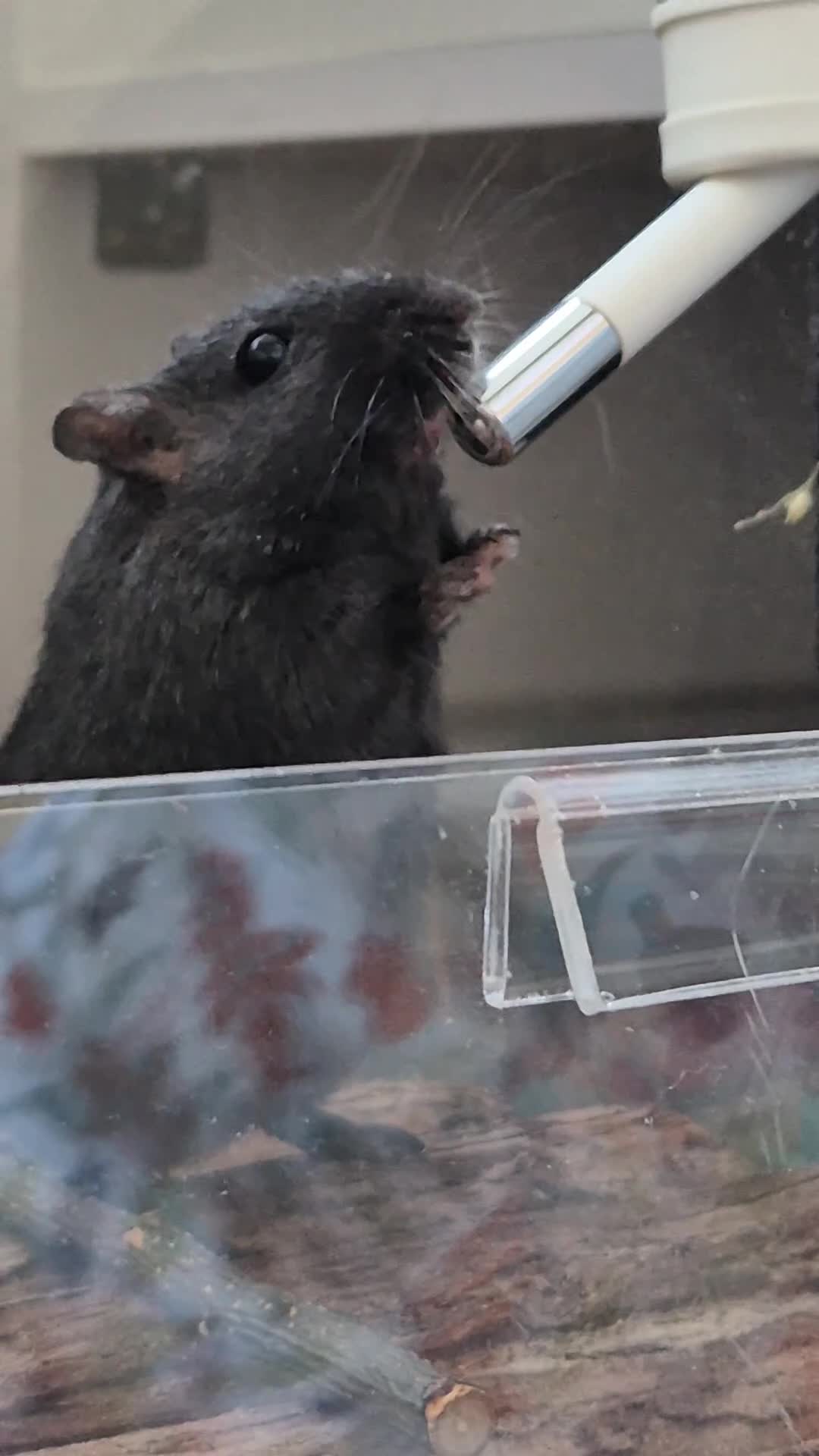 Gerbil rodents for sale: Male Gerbil/Gerbil(s) for sale - Video 1