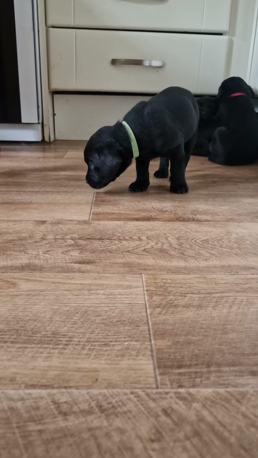 Labrador Retriever dogs for sale: Black Lab Pups INT FT Ch Sire Champion Bloodlines - Video 3