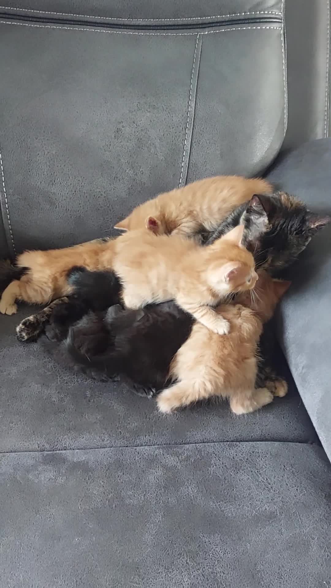 Mixed Breed cats for sale: Kittens ginger/black  - Video 3