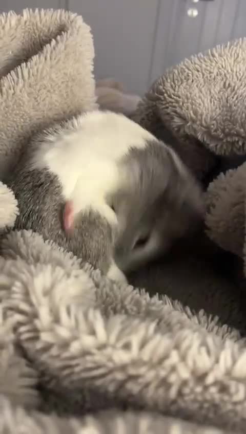 Guinea Pig rodents for sale: Gorgeous young guinea pigs  - Video 5