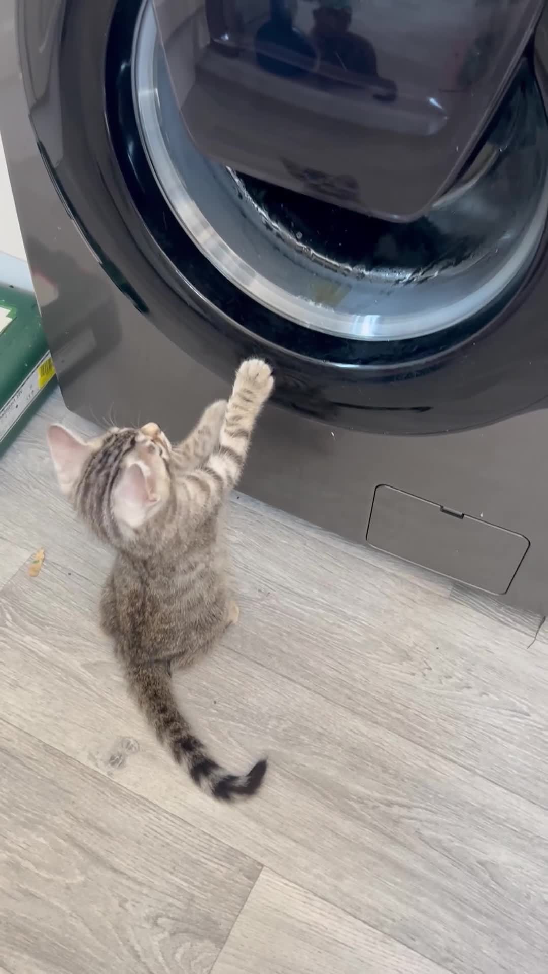 Bengal cats for sale: Bengal Kitten for Sale – Playful and Independent!  - Video 1