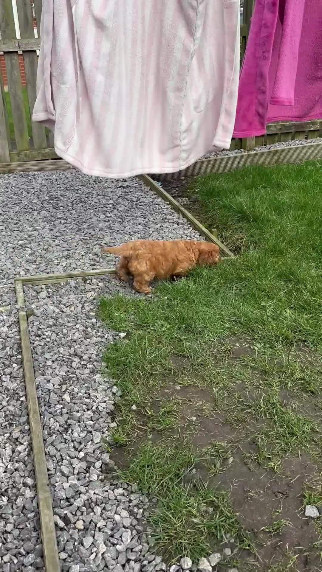 Maltipoo dogs for sale: Maltipoo puppies toy poodle - Video 1