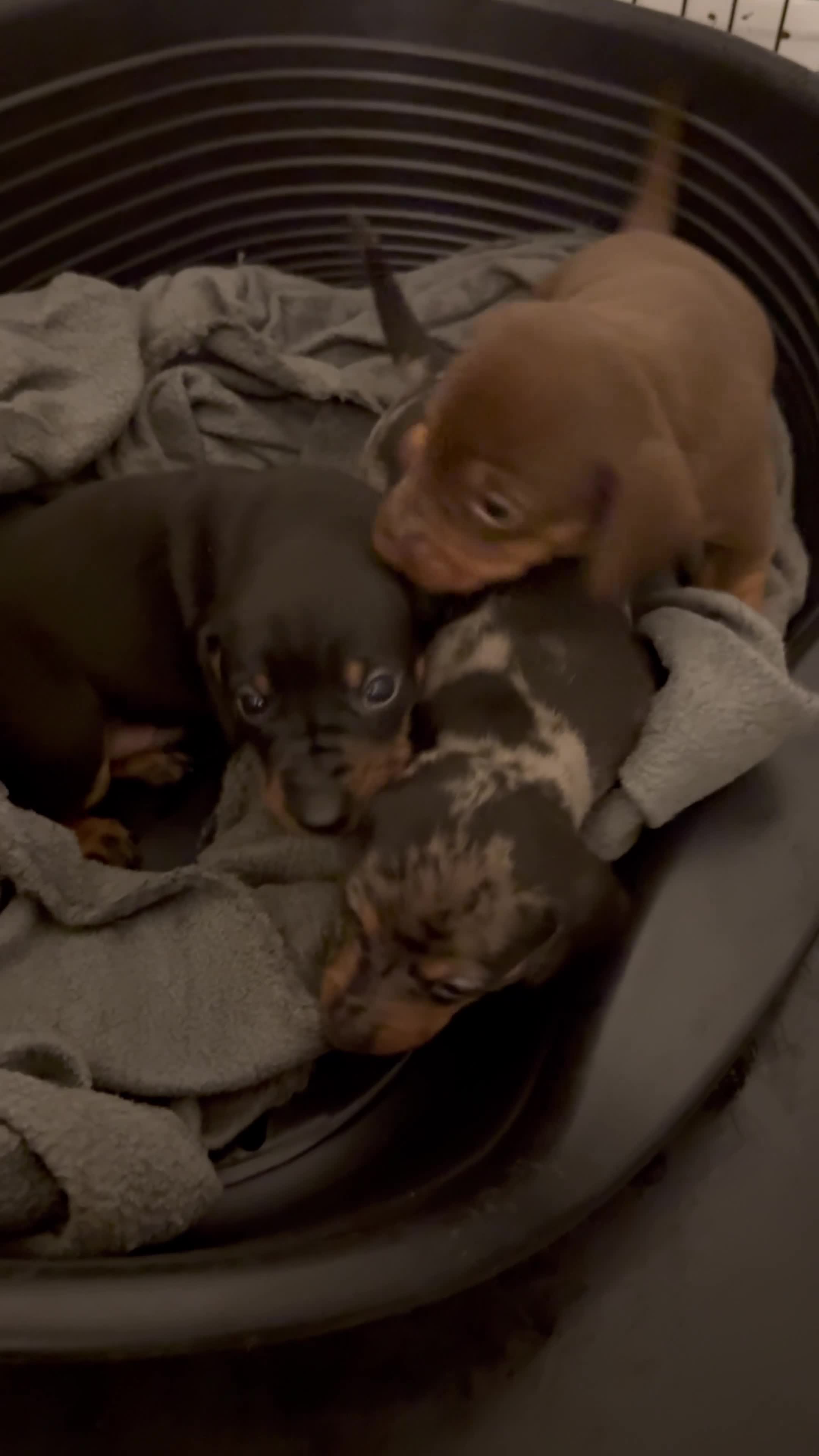 Dachshund dogs for sale: 3 Beautiful Dachshunds  in Godalming - Video 1