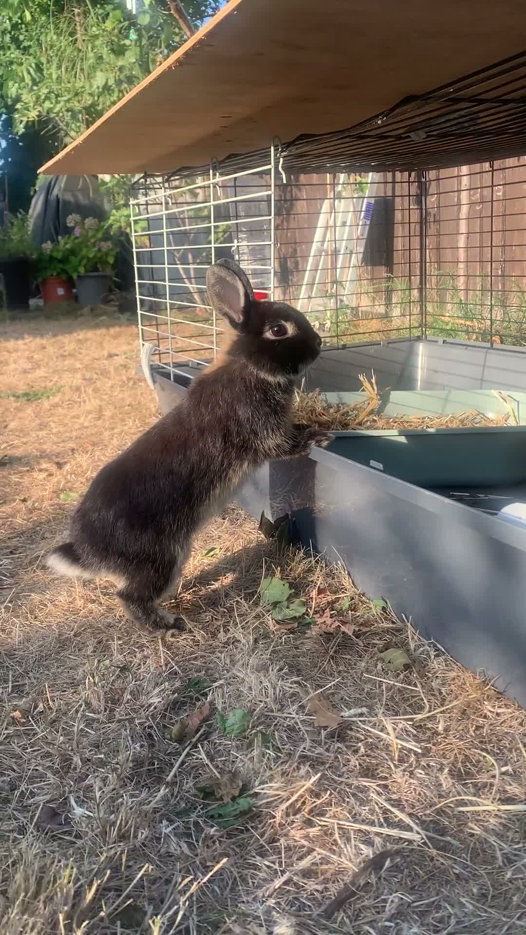 Netherland Dwarf rabbits for sale: Gorgeous Netherland Dwarf Rabbits - Video 4