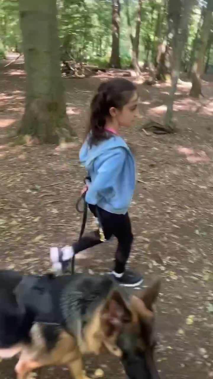 German Shepherd dogs for sale: Will you give her a forever home? - Video 1