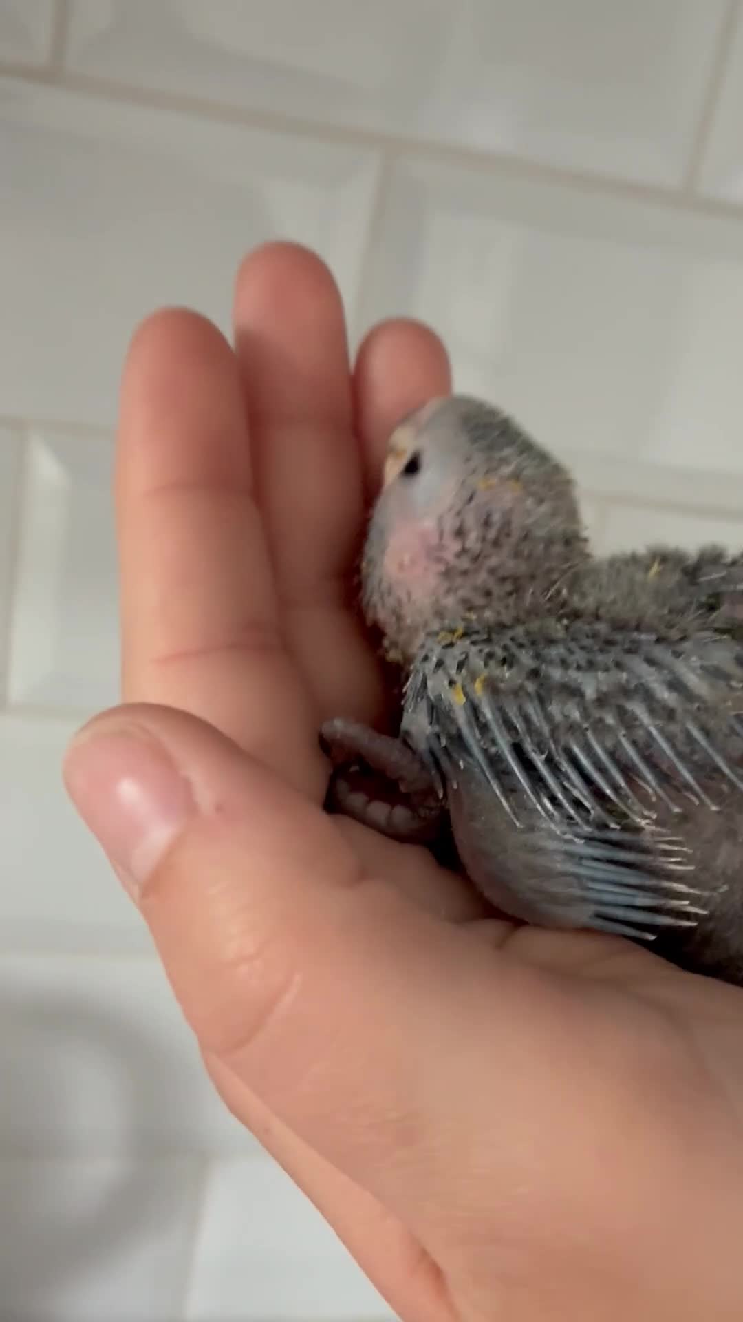 Conures birds for sale: Crimson bellied conures hand reared silly tame!  - Video 1