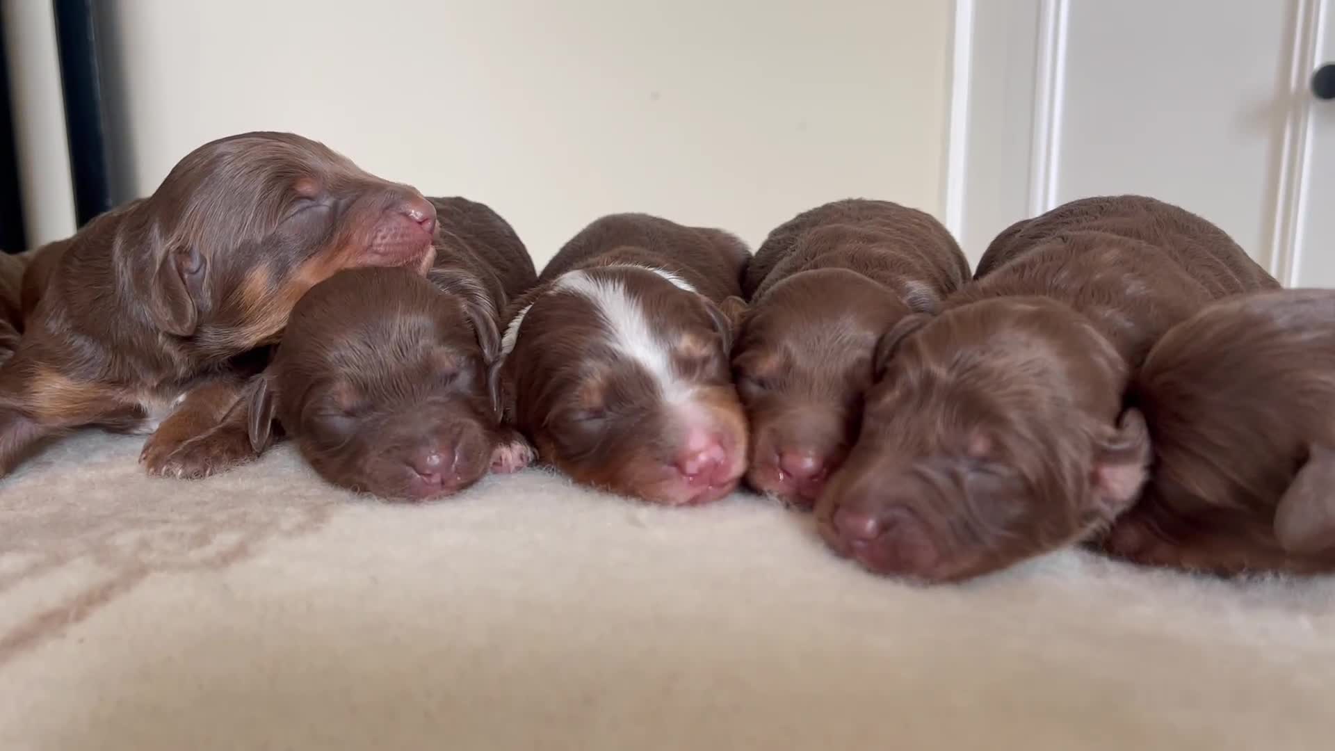 Bordoodle dogs for sale: OUTSTANDING *TRI COLOUR* MINIATURE BORDOODLES - Video 3