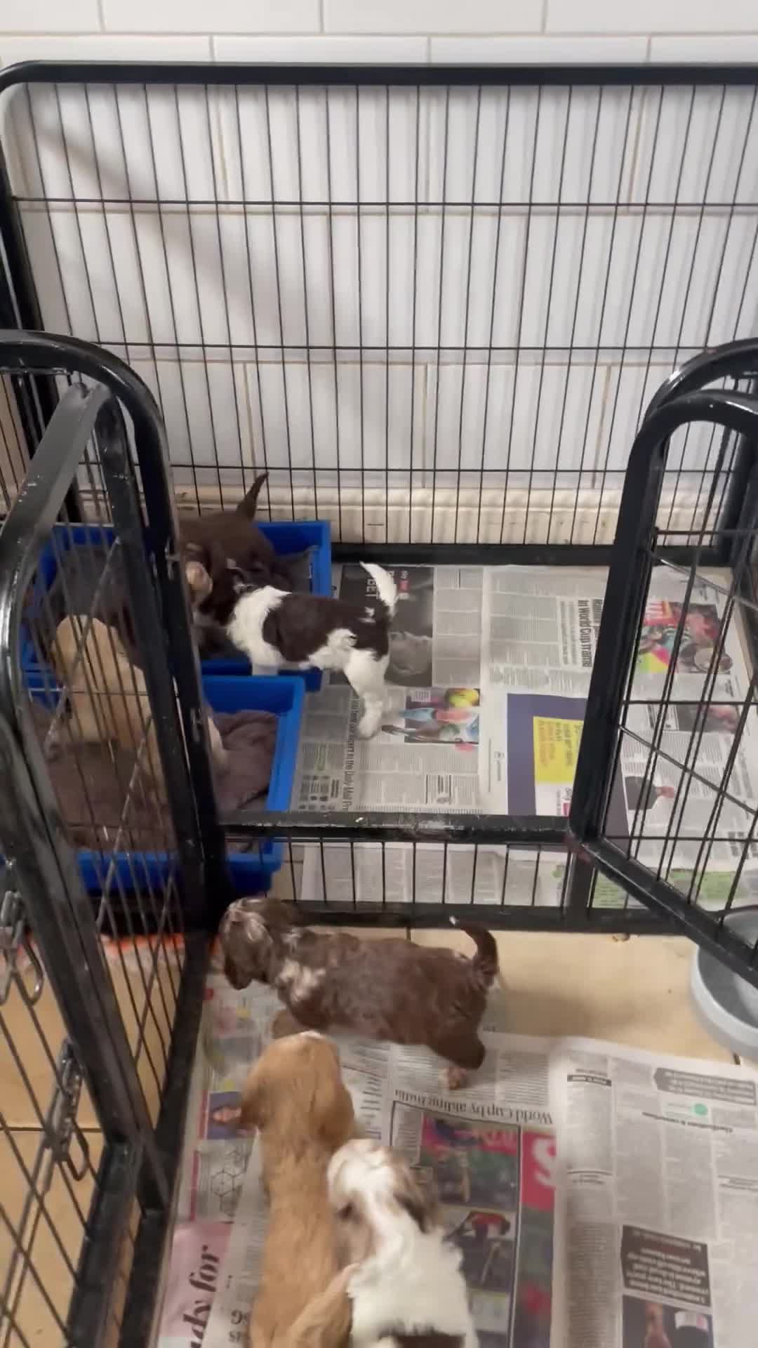 Cockapoo dogs for sale: Beautiful F1 Cockapoo Puppies in Peterborough - Video 1