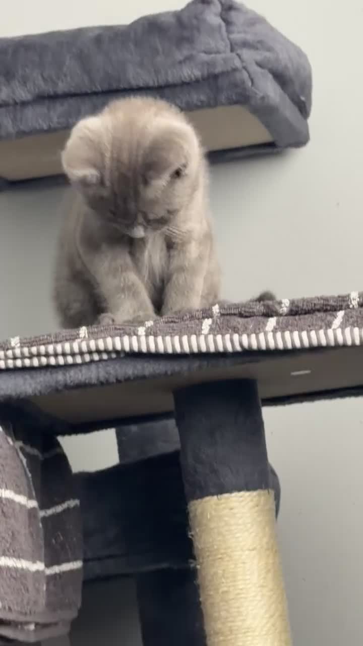 British Shorthair cats for sale: 2 FRIENDLY BRITISH SHORTHAIR MALES  - Video 2