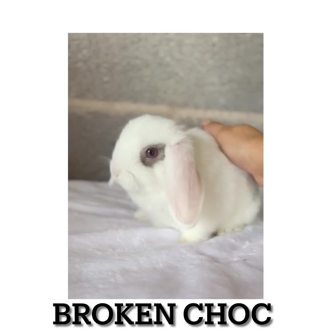 Mini Lop rabbits for sale: 2 Mini Lop boys - Ready to leave. - Video 1