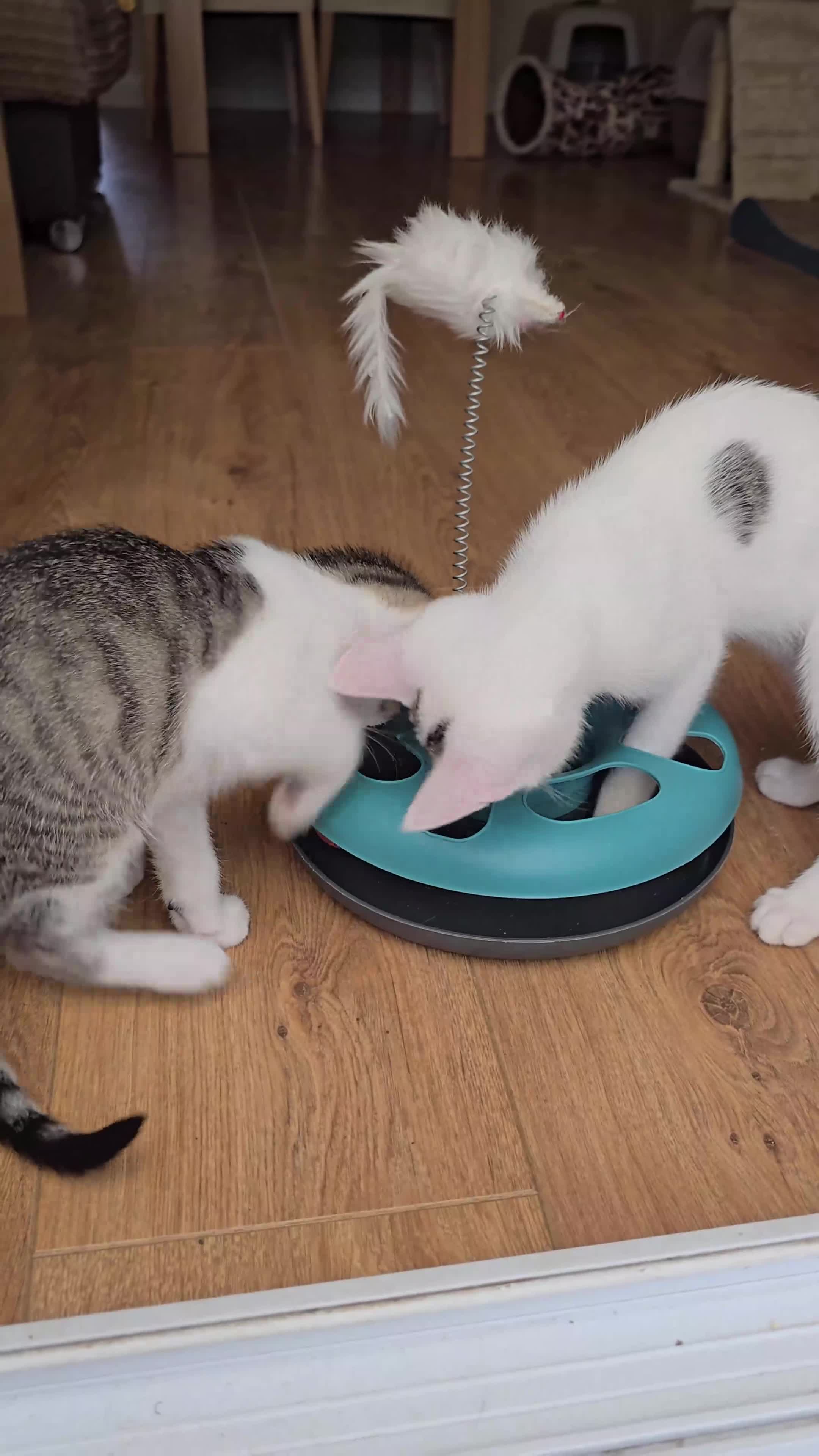 Mixed Breed cats for sale: 2 beautiful, well-socialized kittens  - Video 2