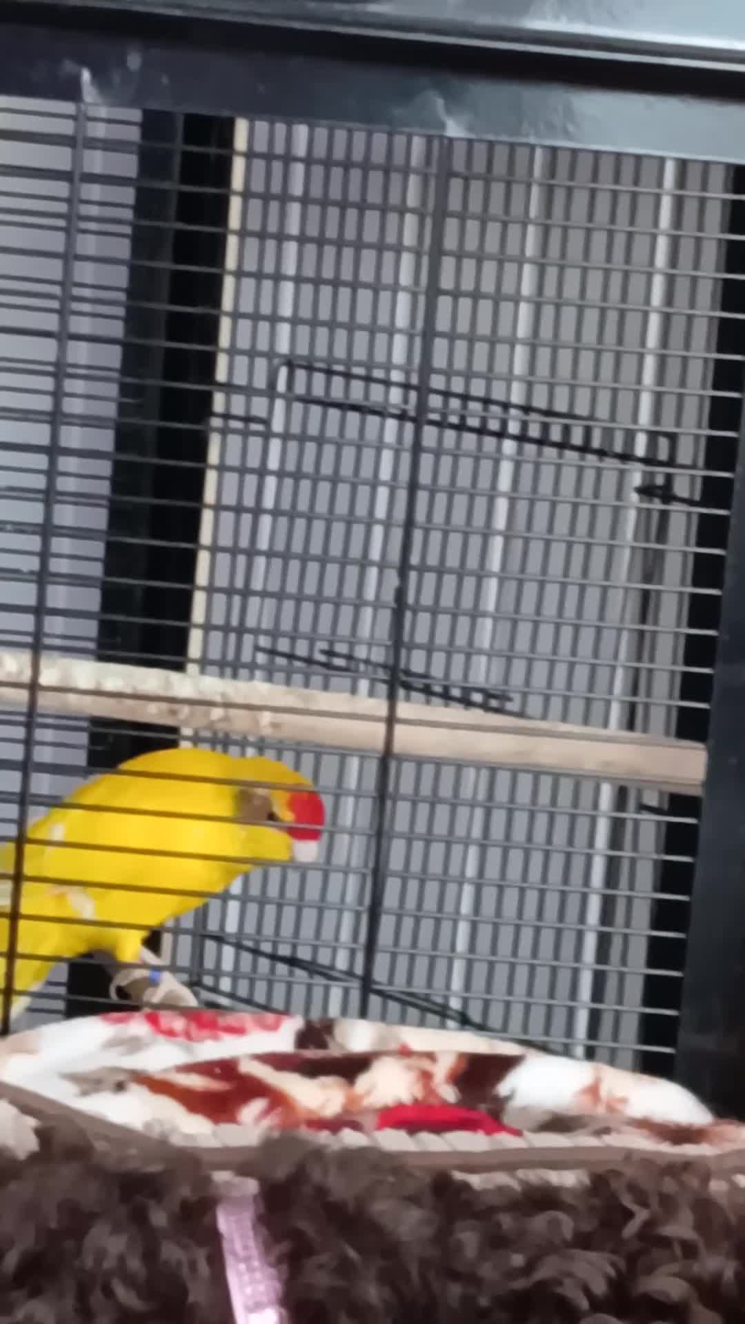 Parakeets birds for sale: 1 x breeding pair of kakarikis  - Video 1
