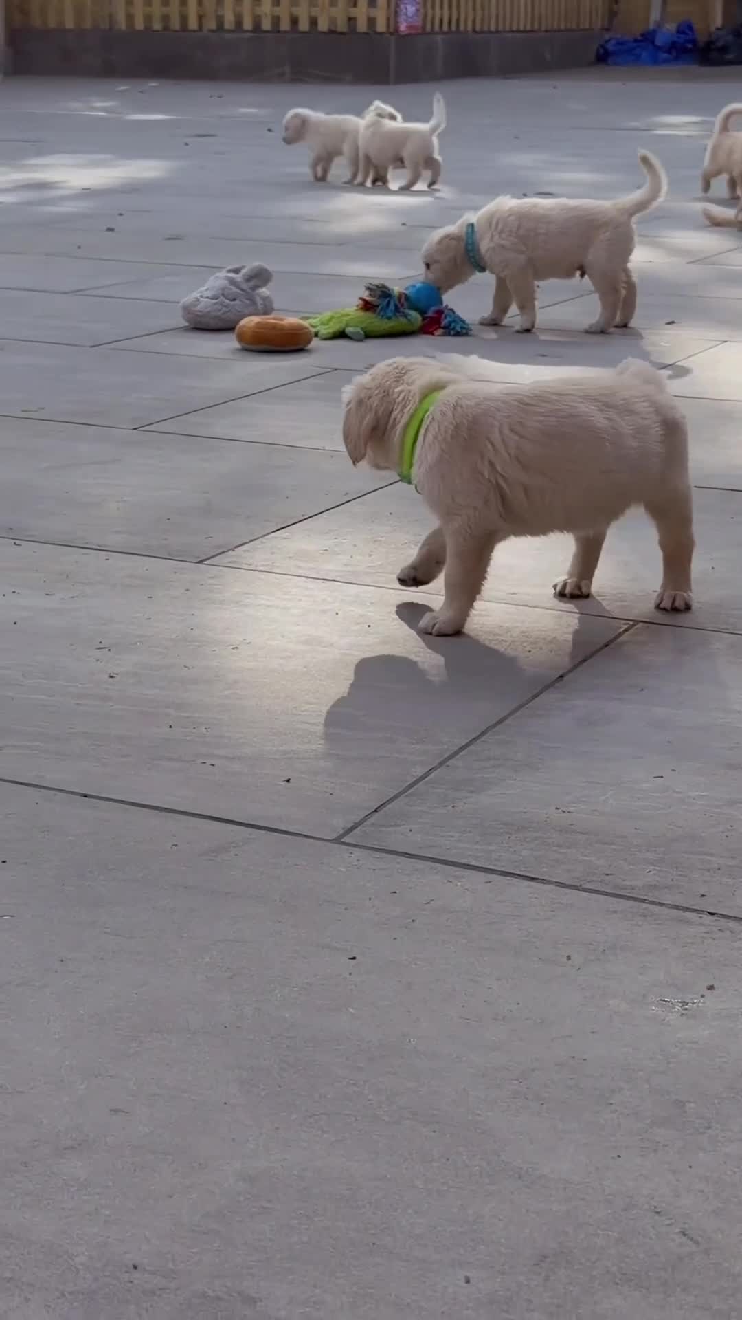 Golden Retriever dogs for sale: KC Registered Golden Retriever Boys ✨ - Video 2