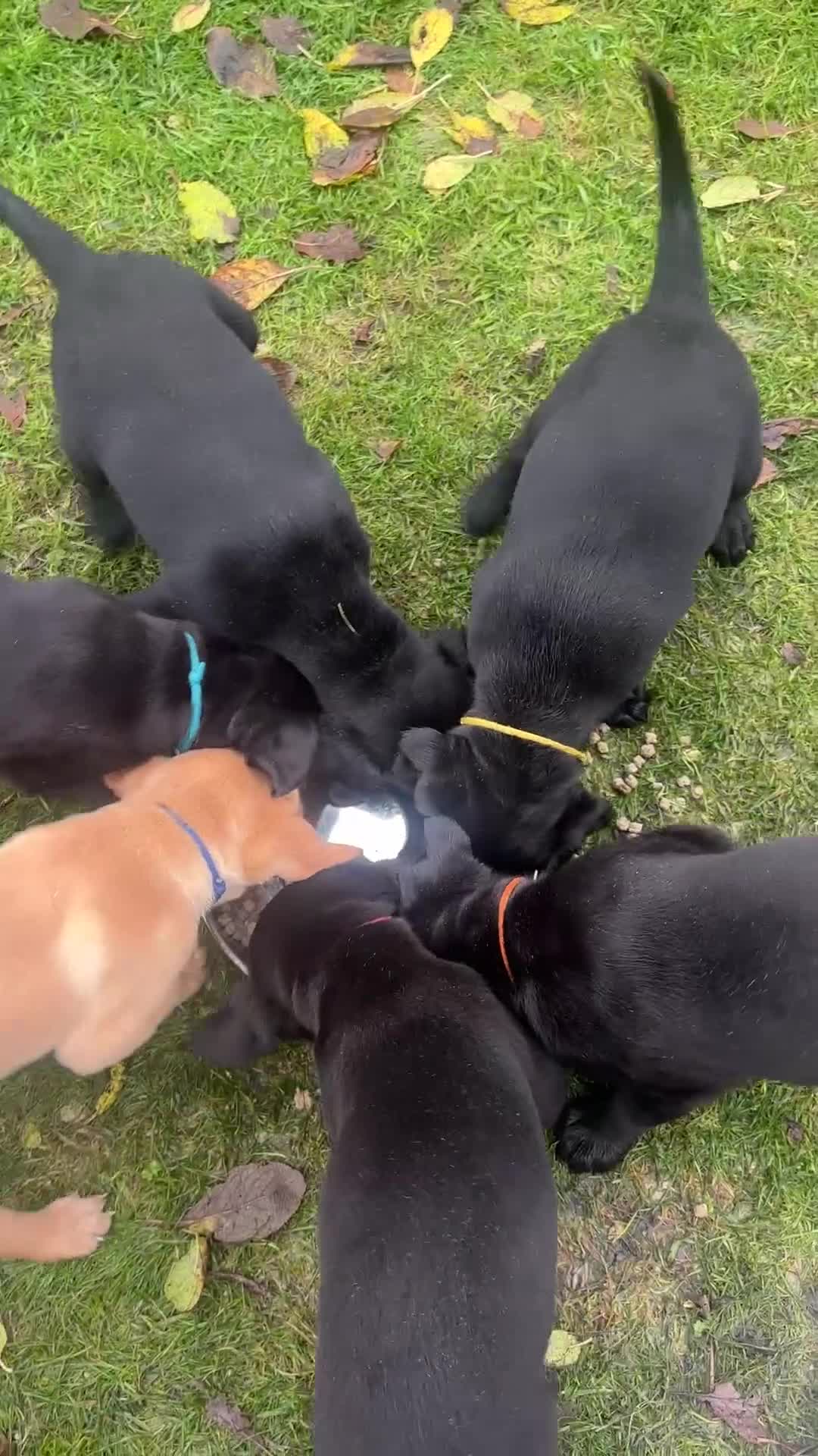 Labrador Retriever dogs for sale: 1 Black Labrador bitch left ready to go now  - Video 4