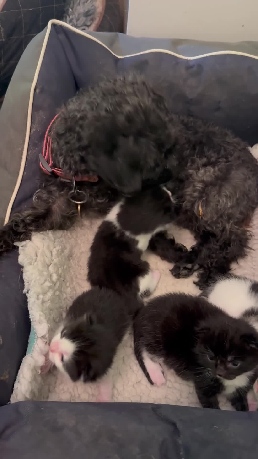 Mixed Breed cats for sale: Kittens jointly raised by our little dog  - Video 1