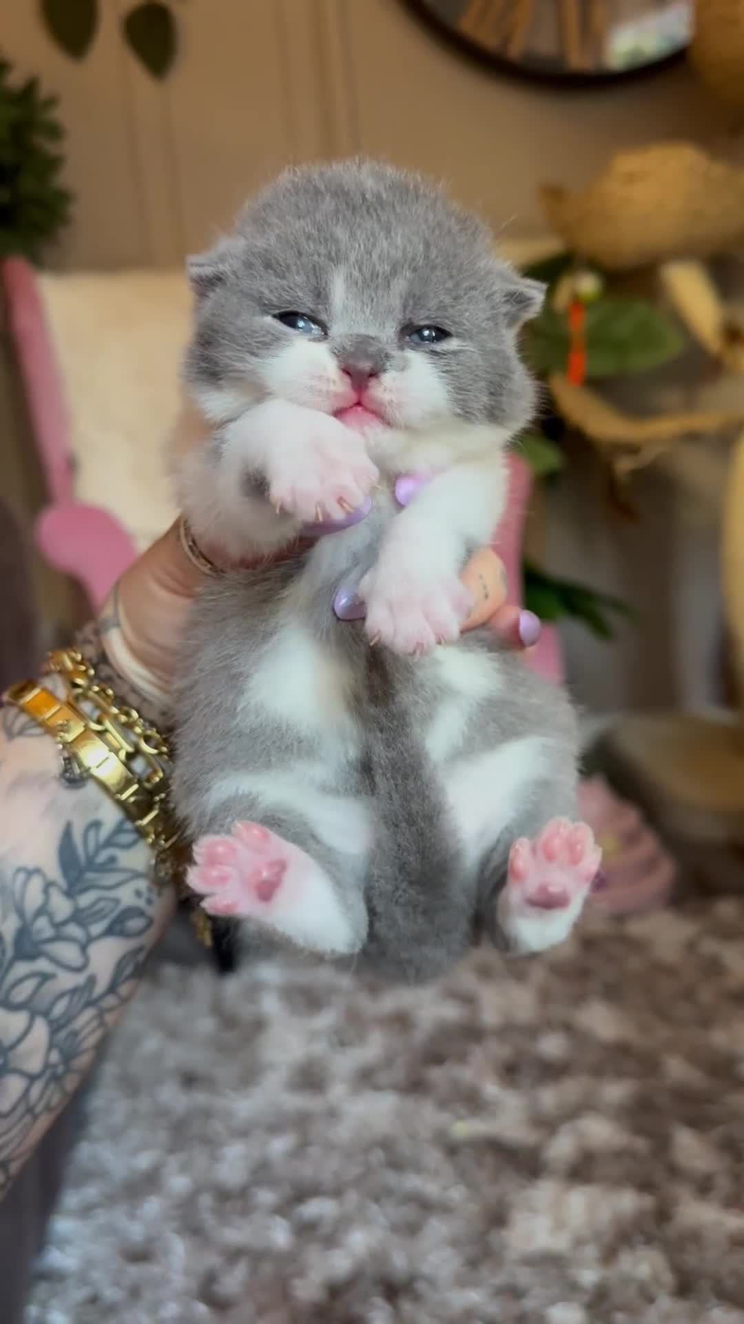 British Shorthair cats for sale: Champion line British Shorthair kittens 🏆🥇😻🐾 - Video 3