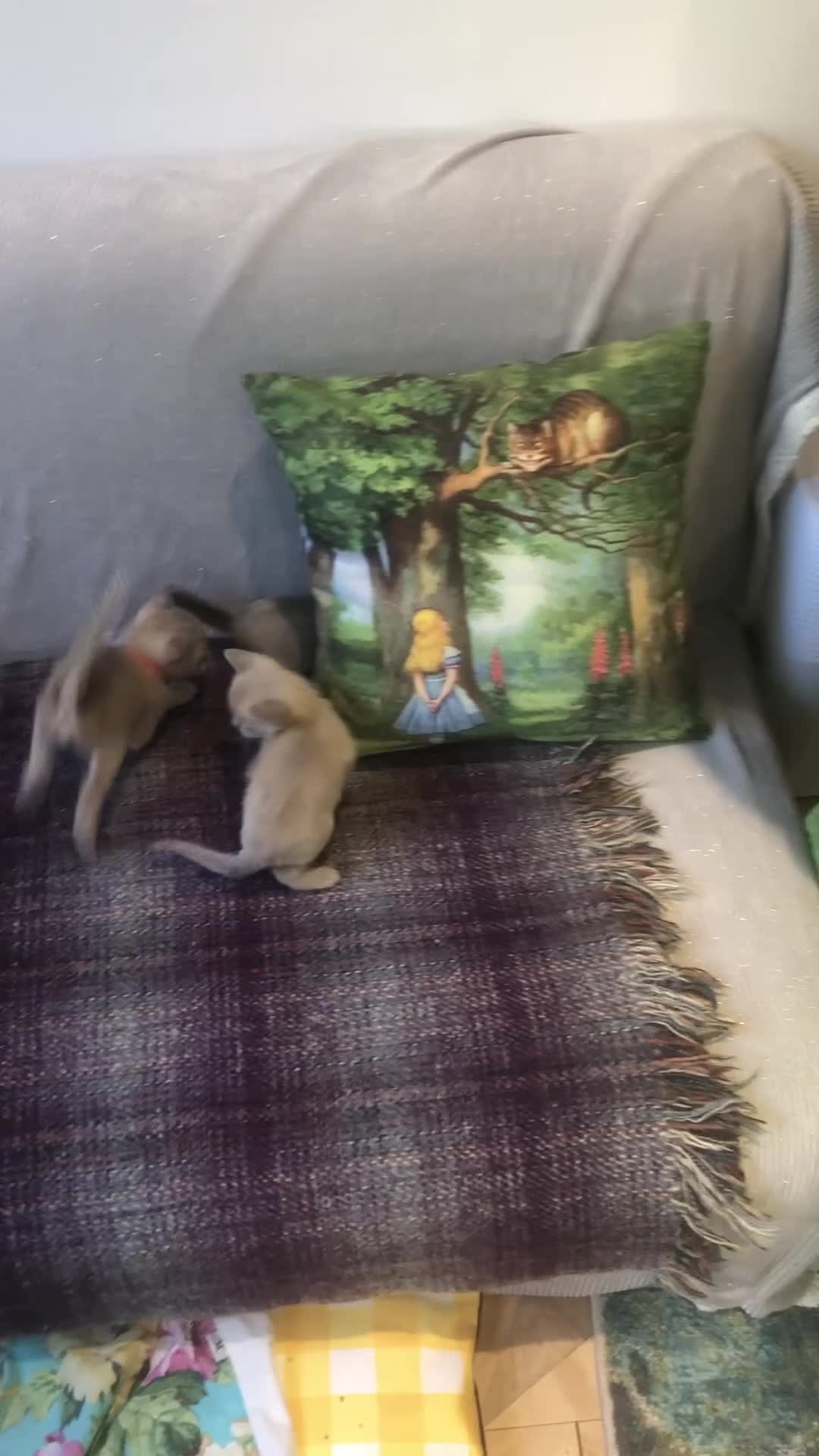 Burmese cats for sale: Burmese kittens glorious and outgoing - Video 1