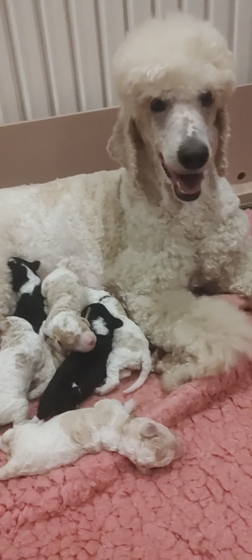 Standard Poodle dogs for sale: Elite KC Reg'd Standard Parti Poodle Pups in Wisbech - Video 1