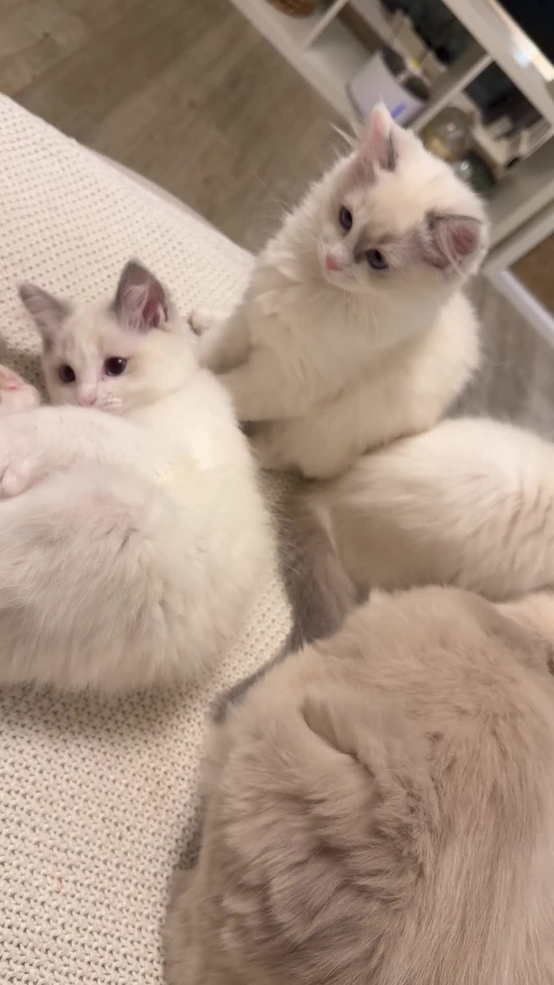 Ragdoll cats for sale: Beautiful Ragdoll Kittens – Stunning & Ready Soon - Video 1