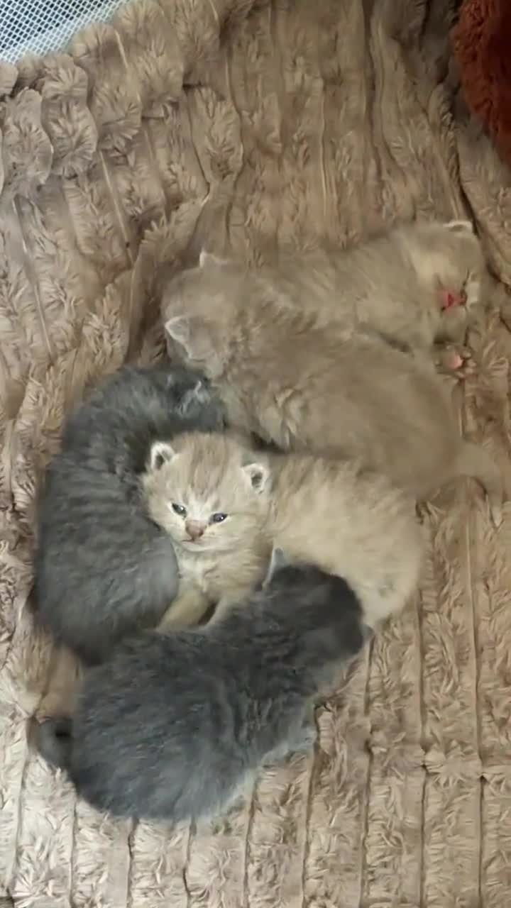 British Shorthair cats for sale: British short hair - Video 1