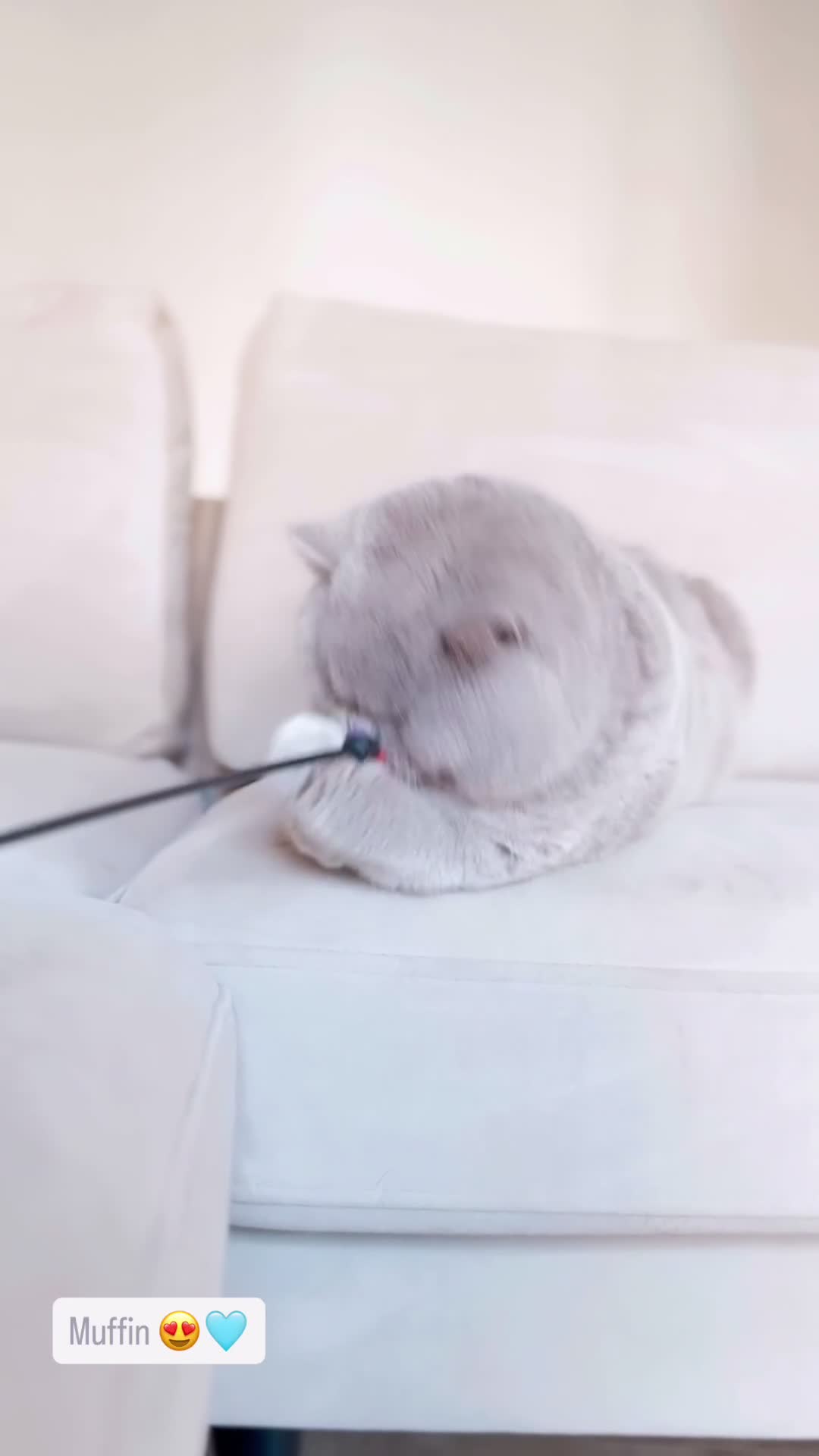 British Shorthair cats for stud: Lilac & Chocolate males  for stud service  in Greenhithe - Video 1