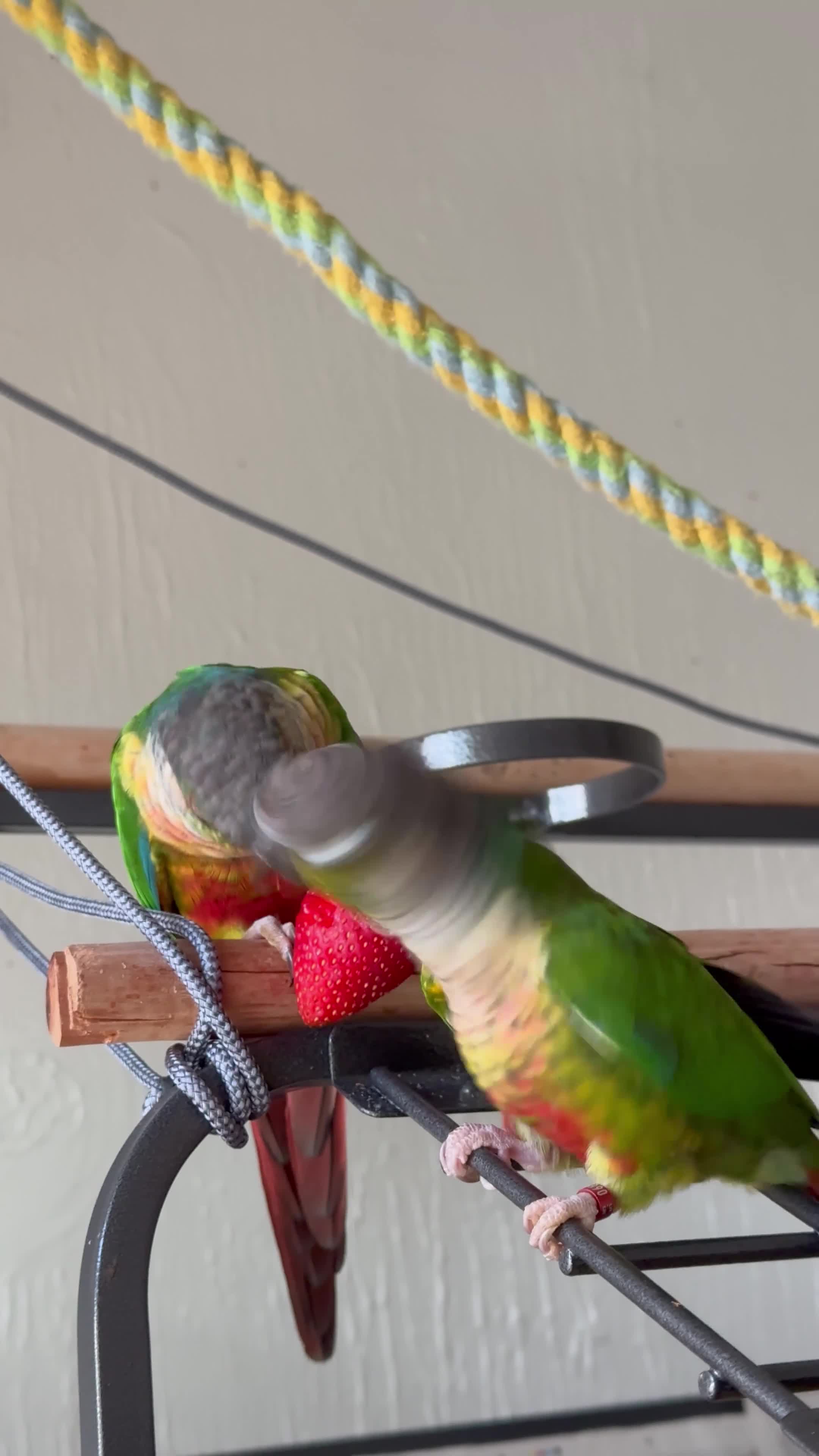 Conures birds for sale: Green cheek conures - Video 3