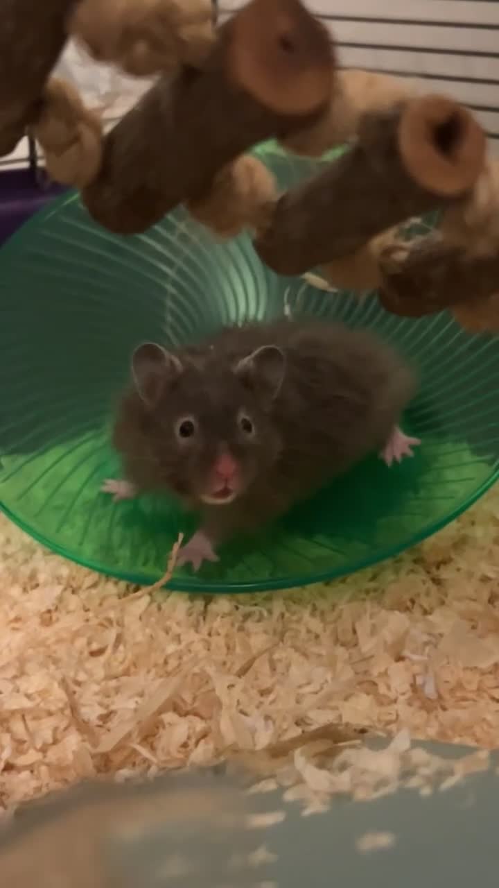 Hamster rodents for sale: Syrian hamster  - Video 2