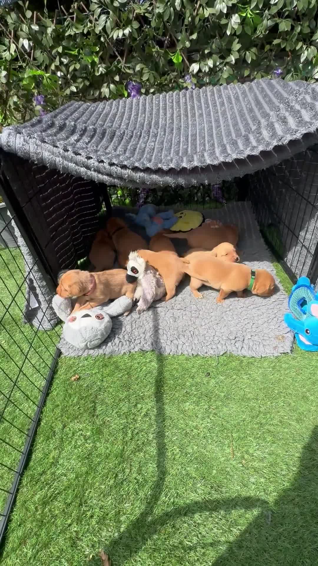 Labrador Retriever dogs for sale: Beautiful male fox red Labrador  - Video 1