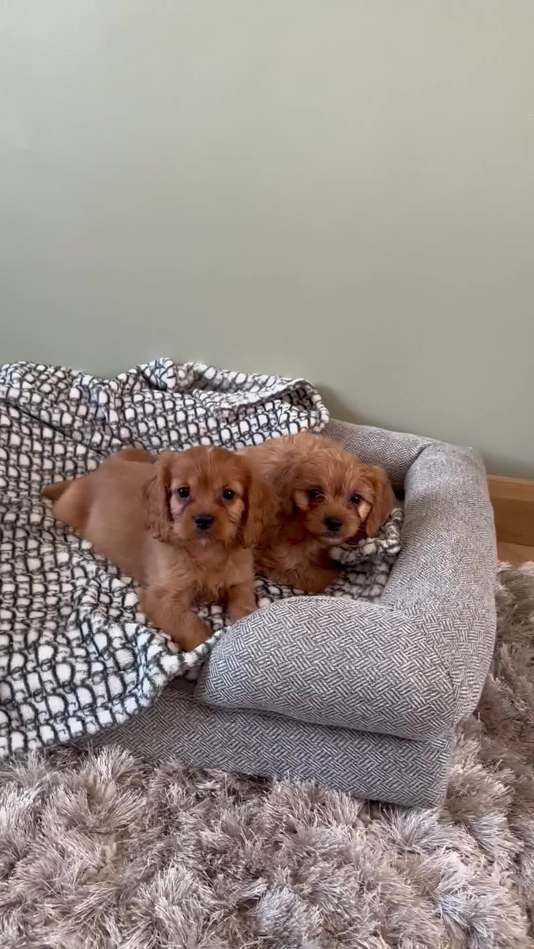 Cavapoo dogs for sale: F1 cavapoo 2 boys left REDUCED - Video 1
