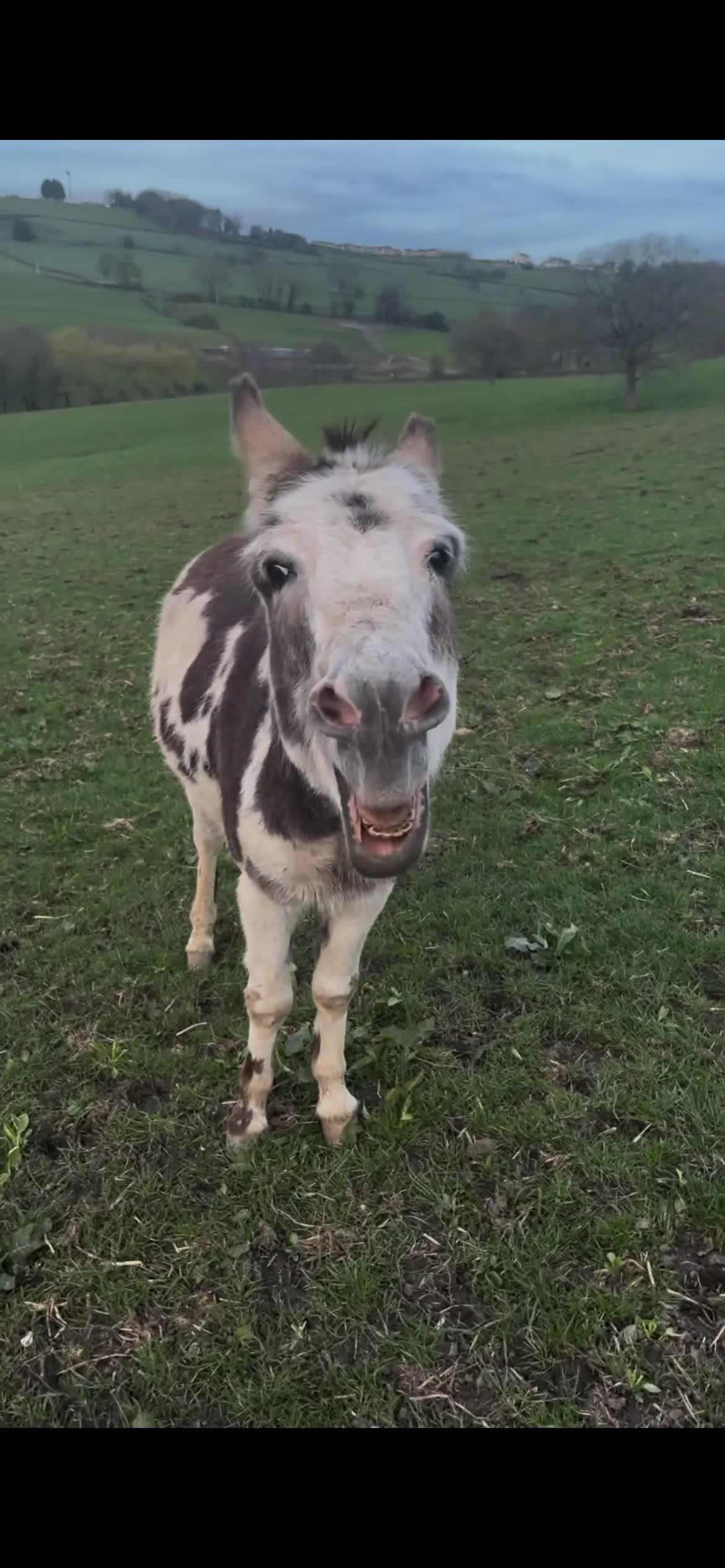 Other Breed horses for sale: Beautiful jenny , foal at foot - and a jack .  in Halifax - Video 2