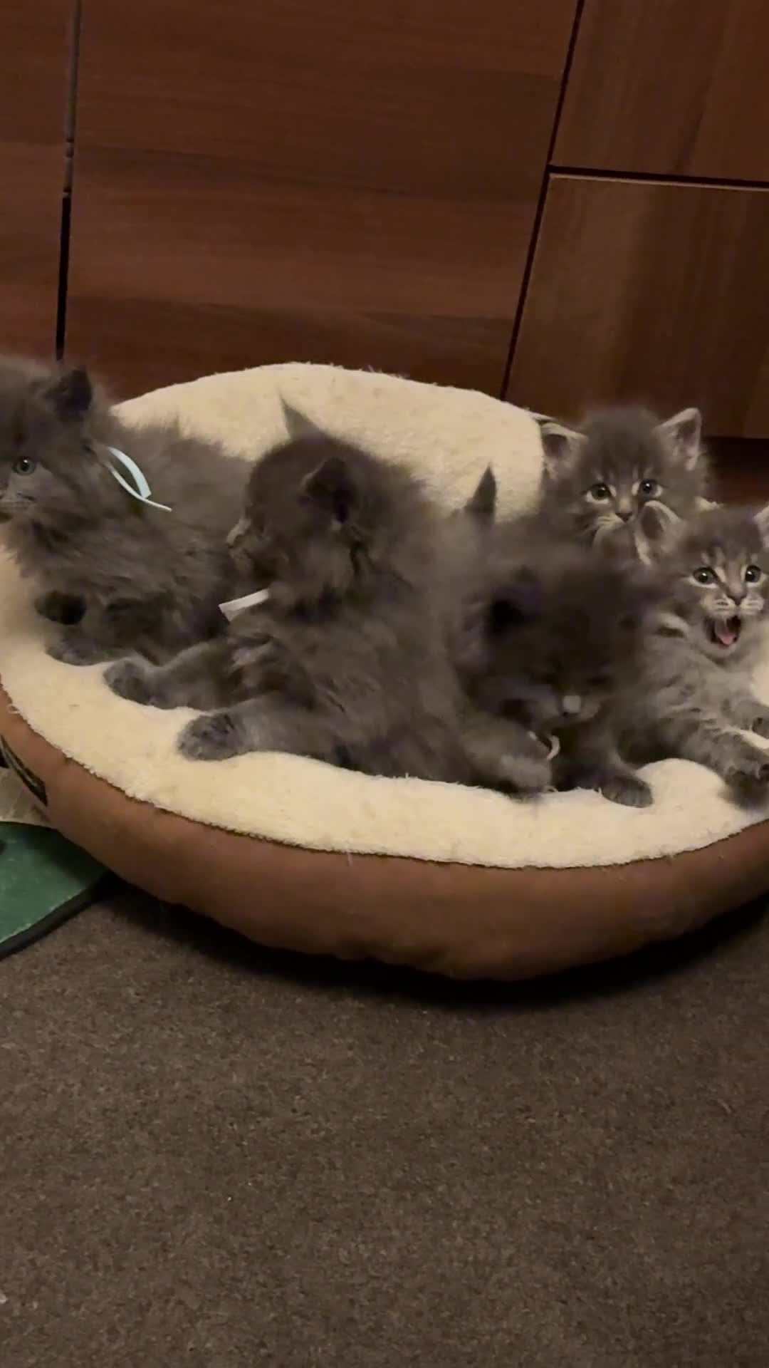 Maine Coon cats for sale: Beautiful Mainecoon Kittens Maine Coon Purebred - Video 1