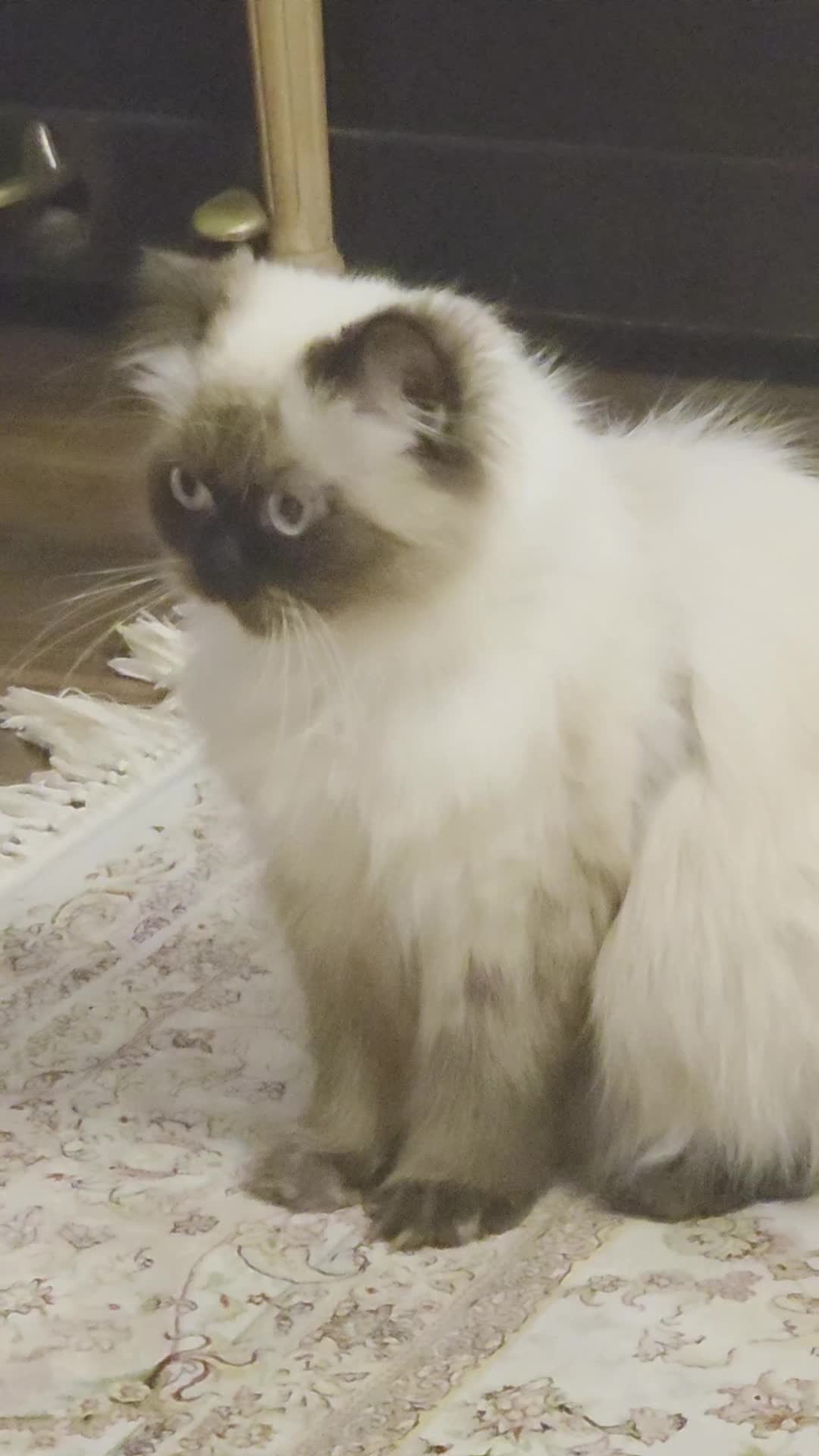 Persian cats for sale: Persian ragdoll - Video 1