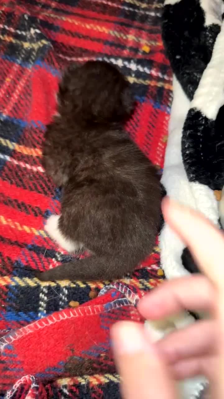 Mixed Breed cats for sale: Male kitten  - Video 1