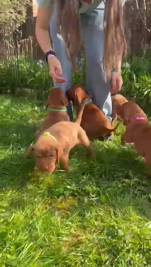Hungarian Vizsla dogs for sale: Wirehaired Vizsla Pups (available from 3rd May) - Video 1