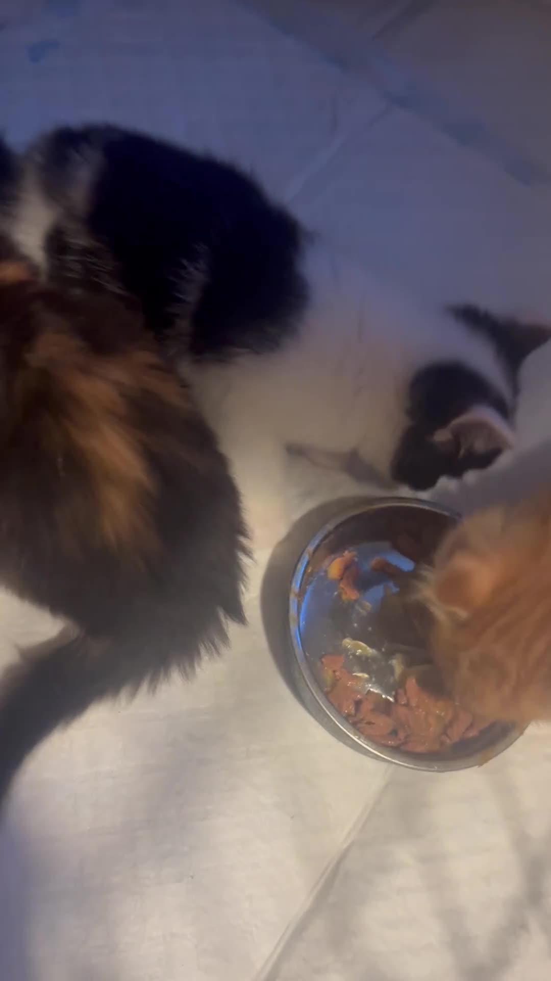 Mixed Breed cats for sale: Beautiful black and white female  - Video 1