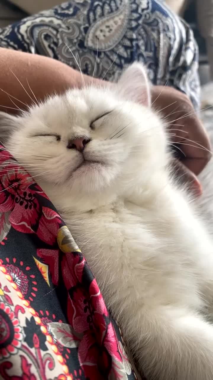 British Shorthair cats for sale: Beautiful Silver Tipped Female Cat - Video 1