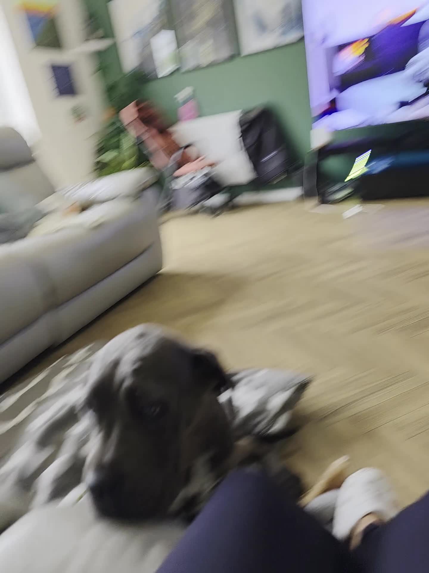 Cane Corso dogs for sale: 4 month old female cane corso  in Manchester - Video 1