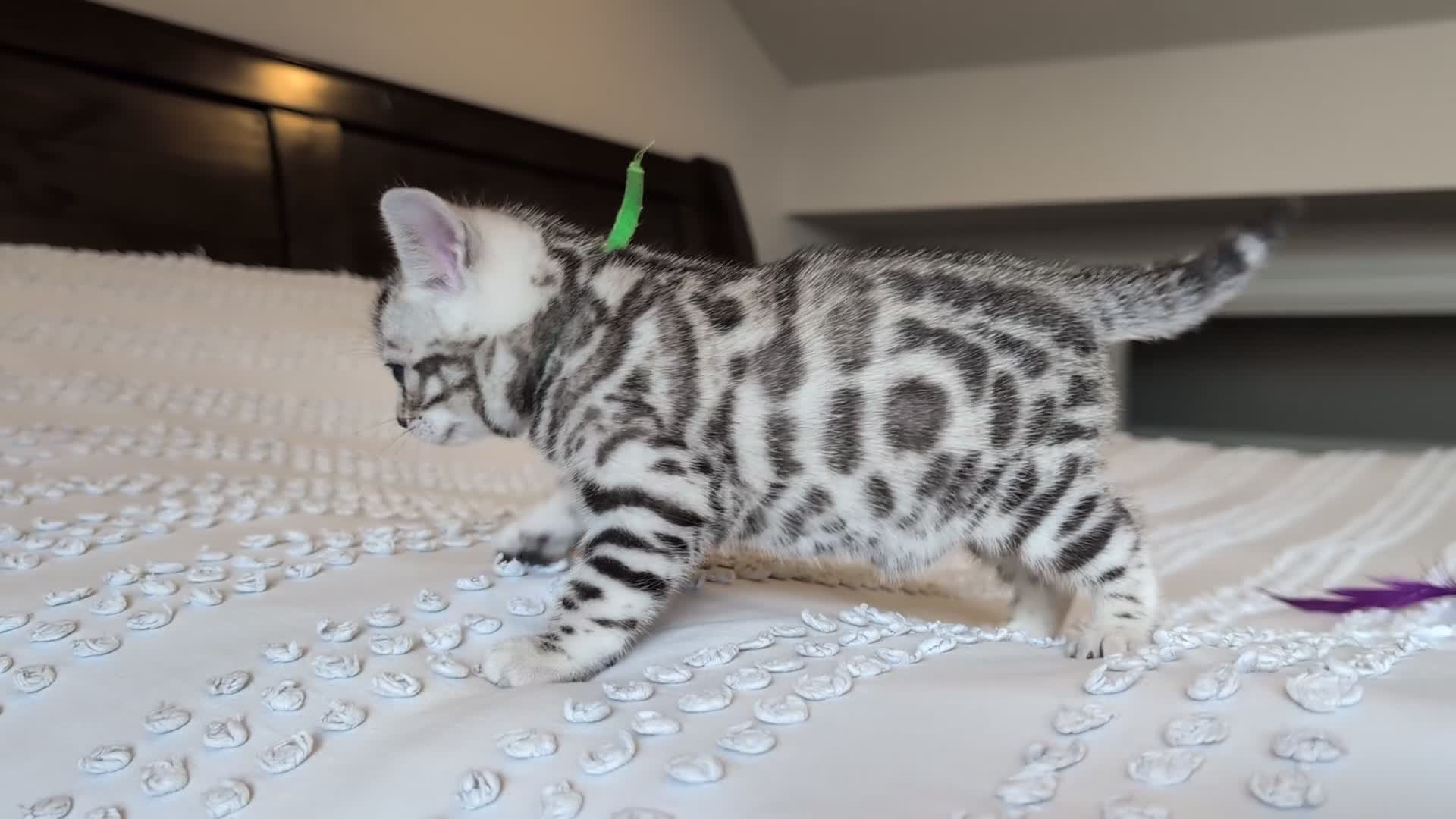 Bengal cats for sale: 🖤🩶🤍 Stunning Bengal Kittens 🤍🩶🖤 - Video 2