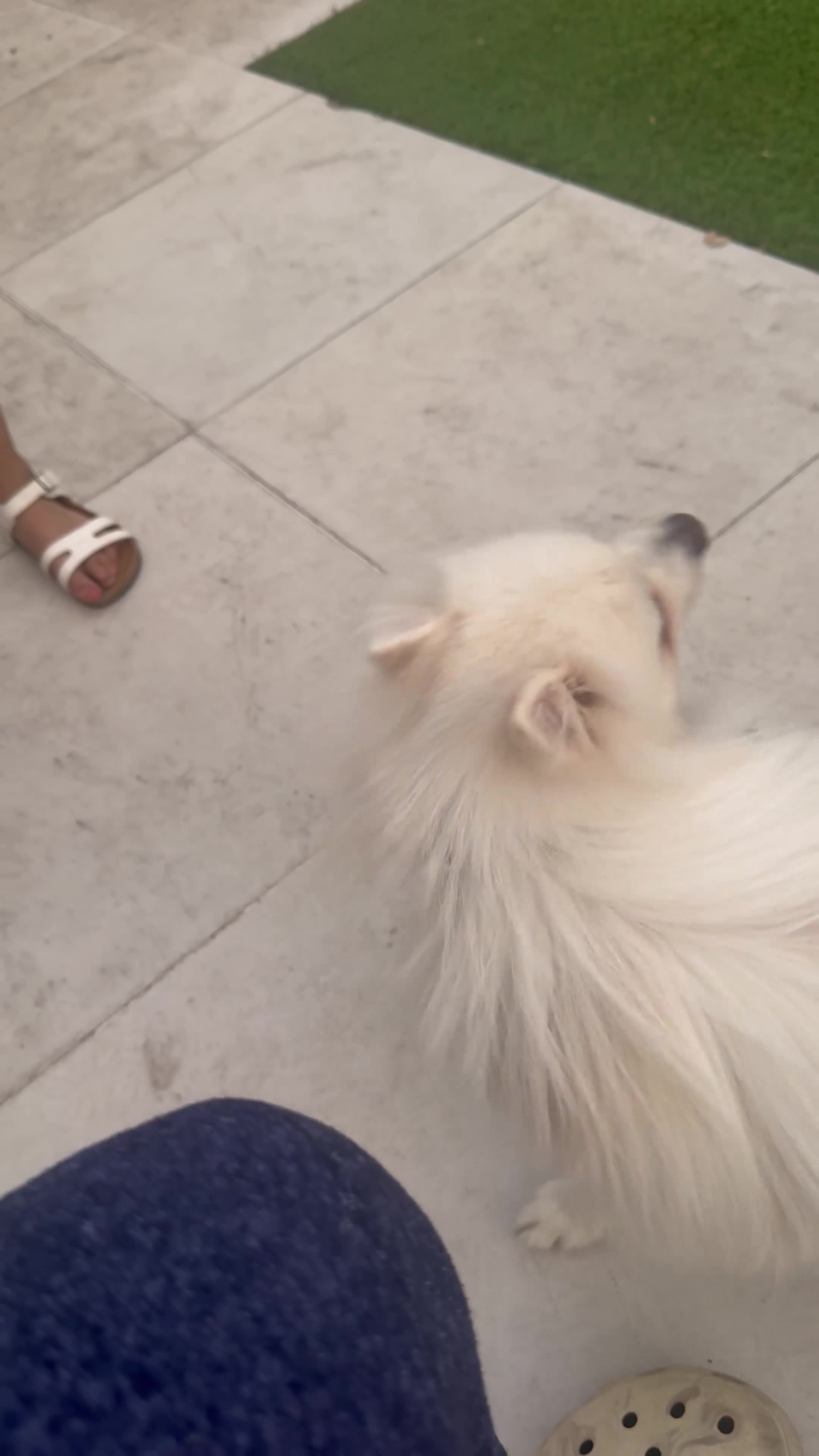 Pomeranian dogs for sale: White Pom for sale - Video 2