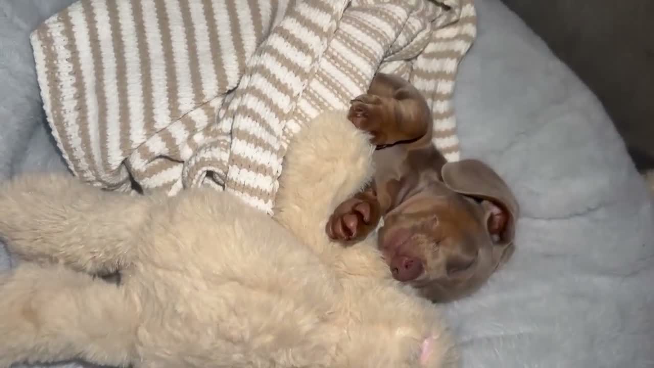 Miniature Dachshund dogs for sale: Loving, playful puppy looking for a forever home in Bournemouth - Video 1