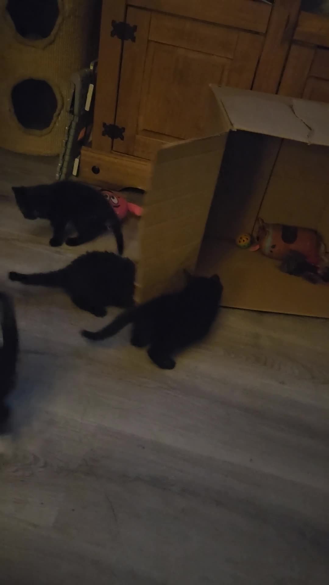 British Shorthair cats for sale: 4 beautiful kittens for sale  - Video 4