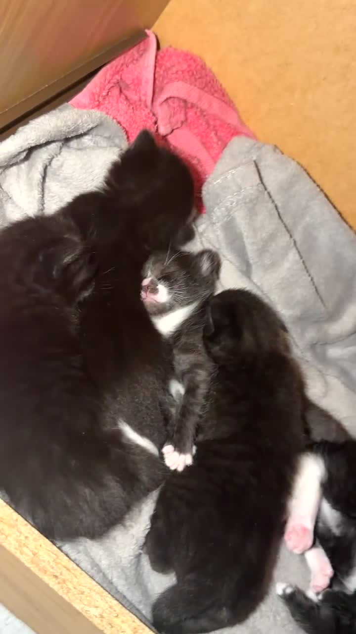 Domestic Shorthair cats for sale: 4 beautiful baby’s ready for there home - Video 2