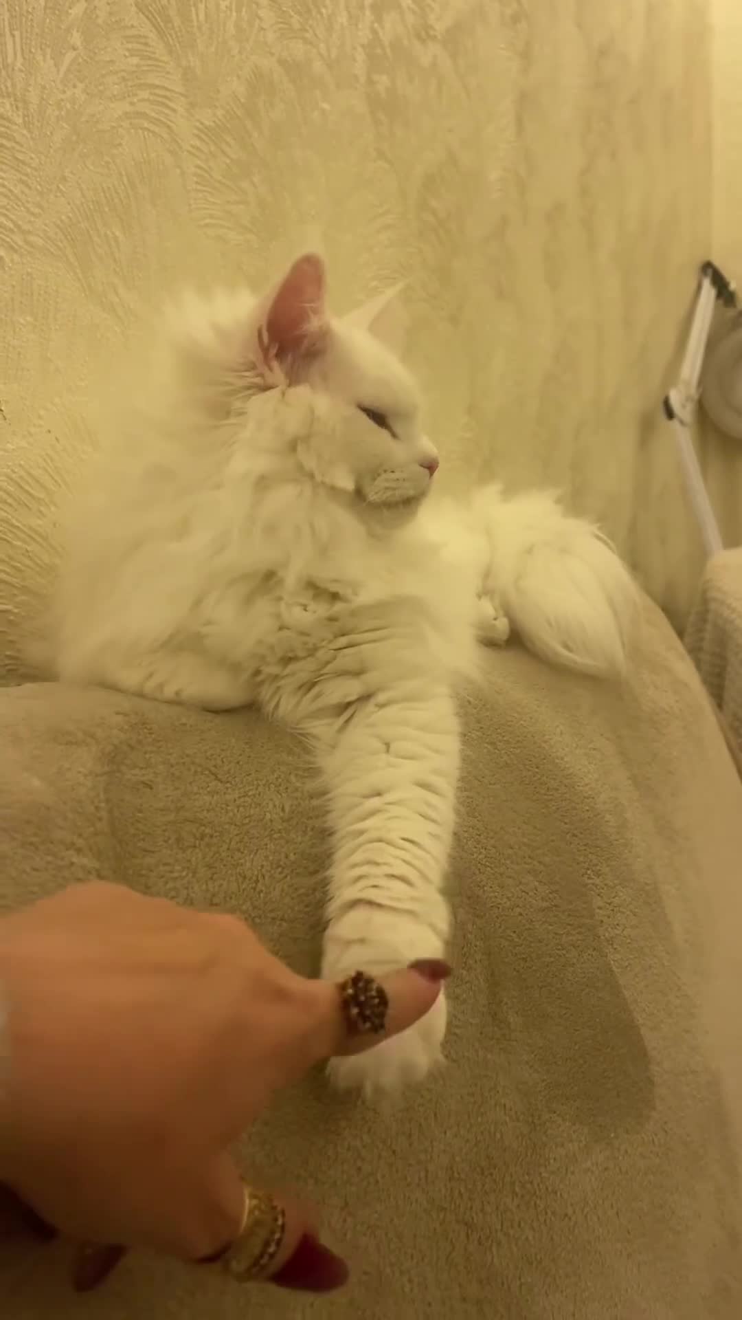 Maine Coon cats for sale: White Maine Coon cat in Darlington - Video 1