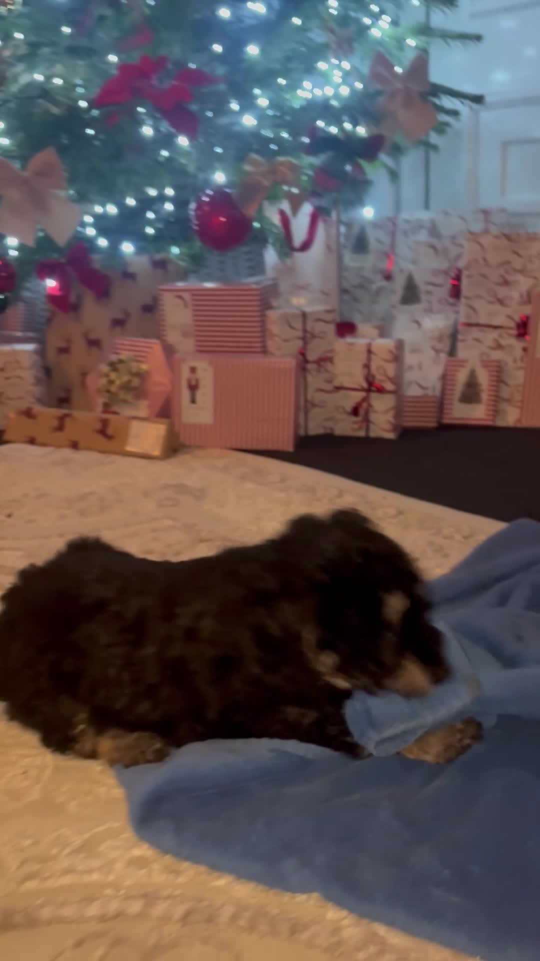 Cockapoo dogs for sale: Gorgeous F1B Cockapoo Puppies - Video 2