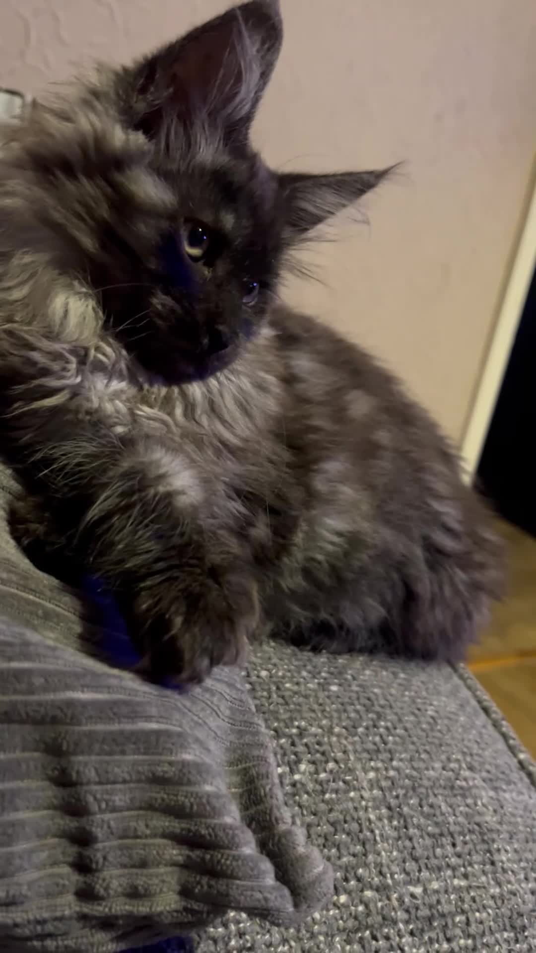 Maine Coon cats for sale: 3 Beautiful russian mainecoon left  - Video 1