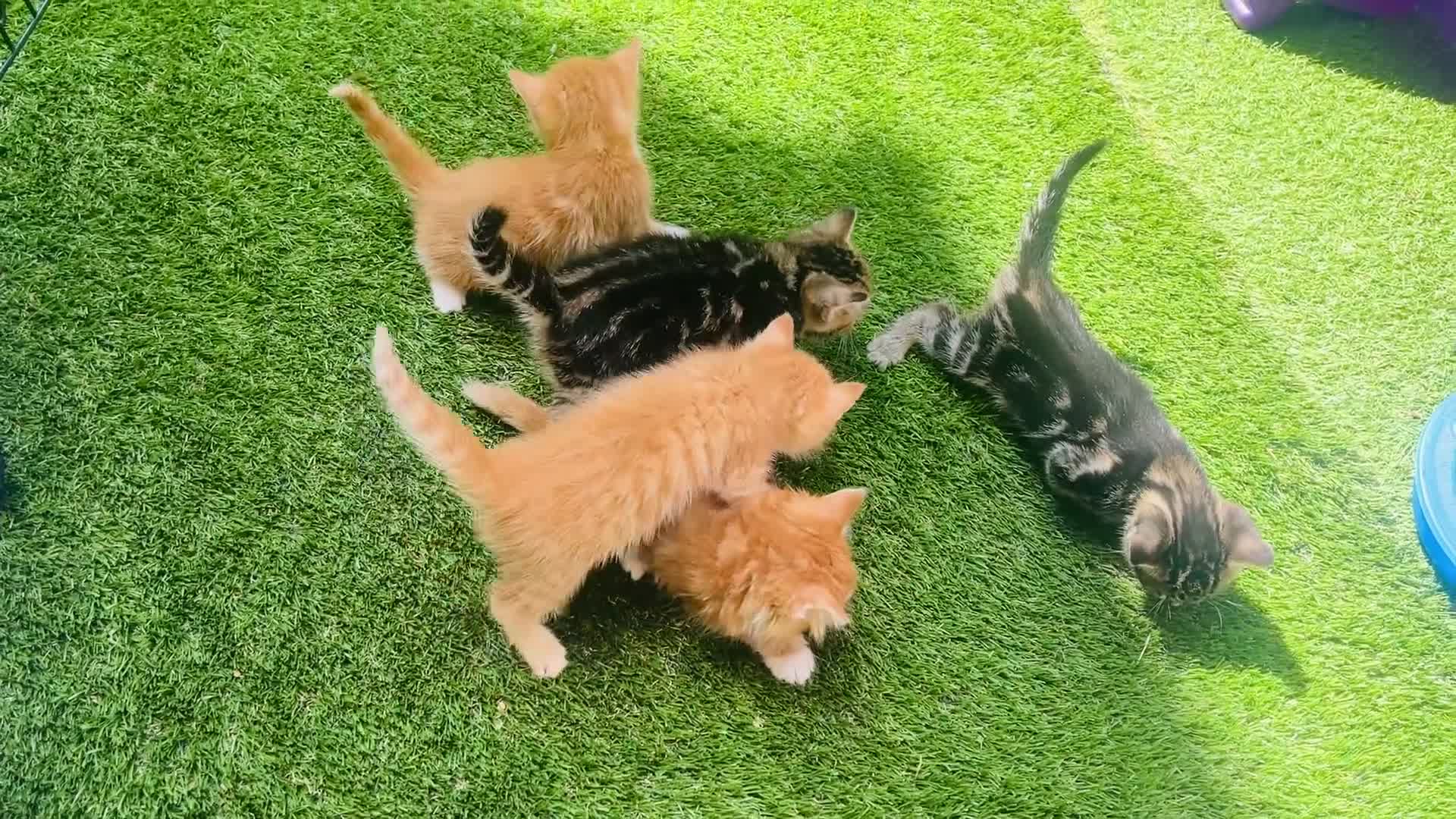 Mixed Breed cats for sale: 🐾 Beautiful Kittens Looking for Loving Homes 🐾 - Video 1
