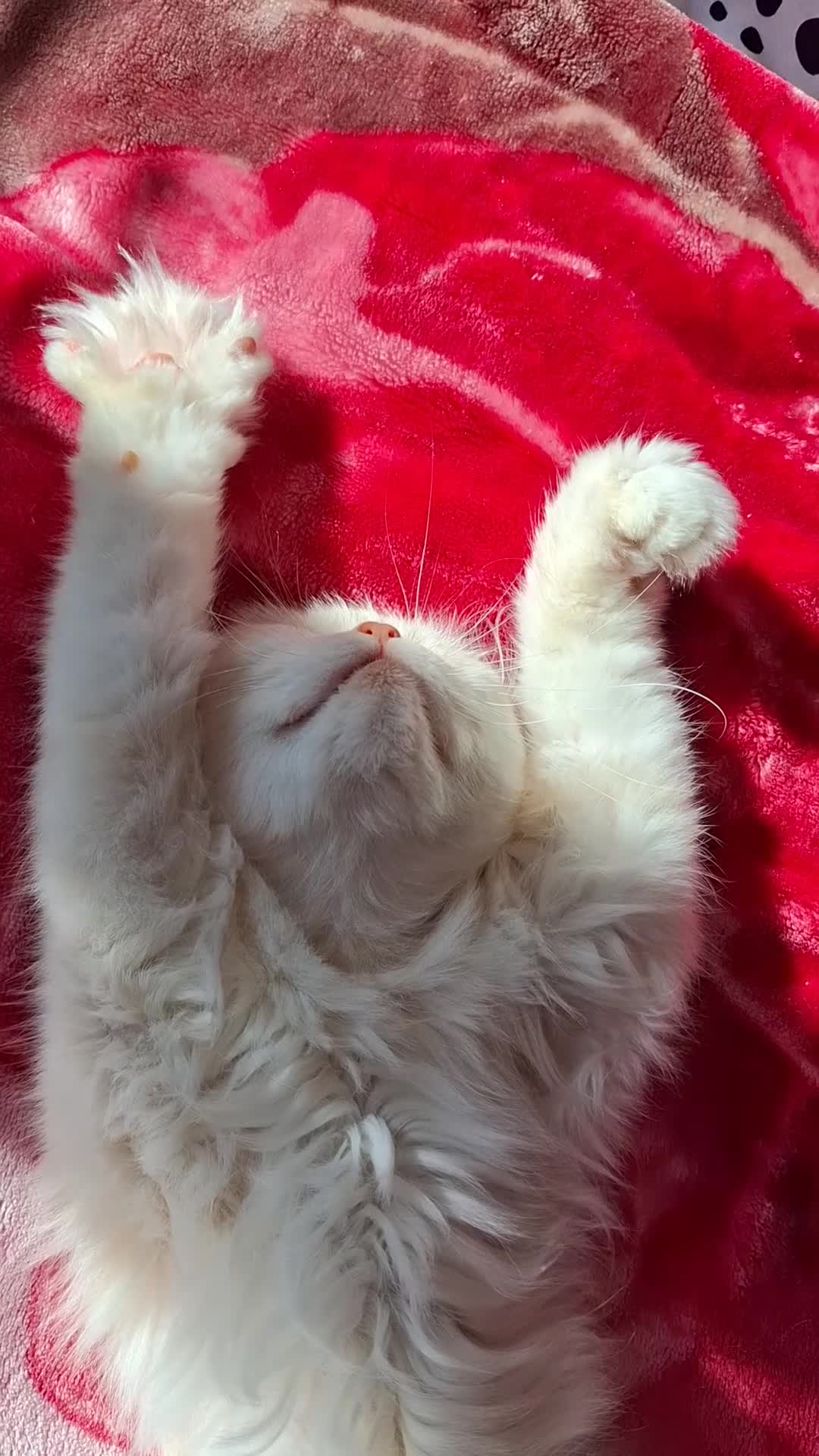 Persian cats for stud: Macaroni - Video 1