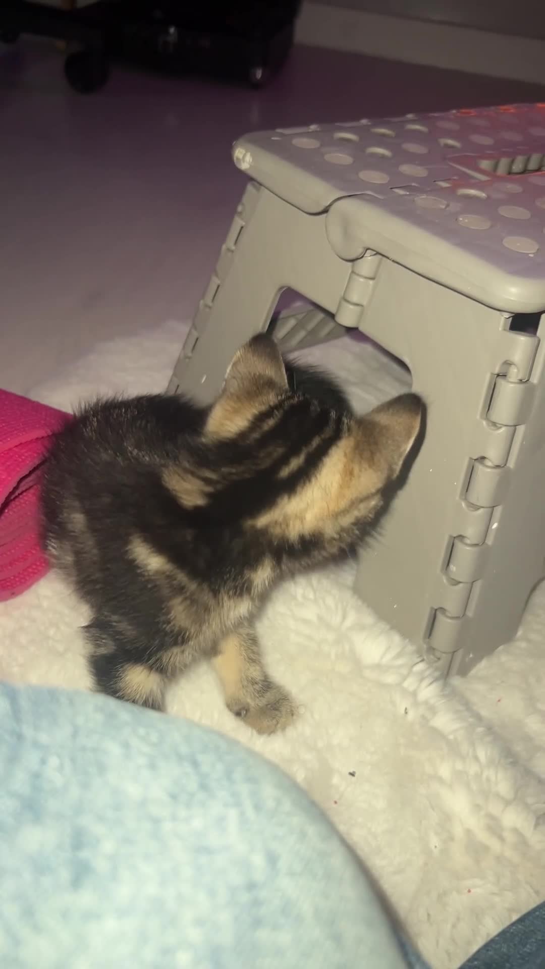 Domestic Shorthair cats for sale: Short hair  - Video 1