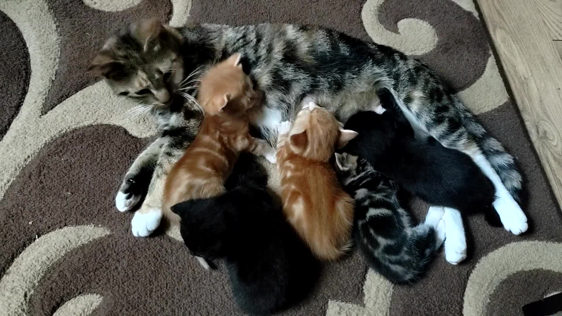 Mixed Breed cats for sale: Lovely kittens  - Video 1